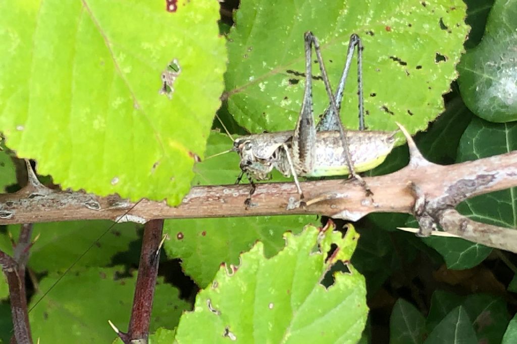 Yersiniella raymondi, maschio